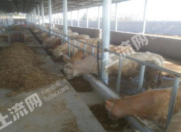 襄阳市老河口市 20亩 人工牧草地 经营权出租