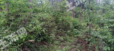 遵义汇川区 10亩 灌木林地 经营权出租