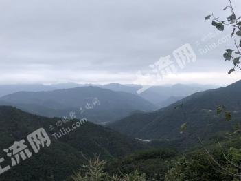 襄阳市保康县7000亩有林地经营权转让