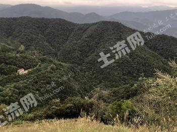 襄阳市谷城县4444亩有林地经营权转让