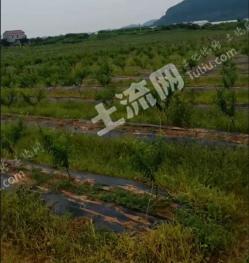 安徽安庆 150亩 果园经营权 合作