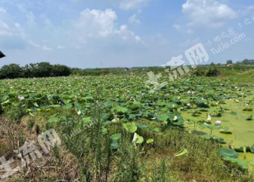 直辖行政单位仙桃市 8亩 坑塘 经营权出租