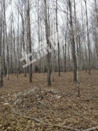 吉林舒兰市 600亩 林地经营权转让