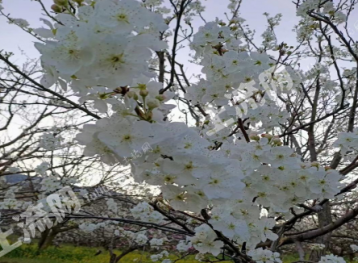 红河个旧市 30亩 果园 经营权出租