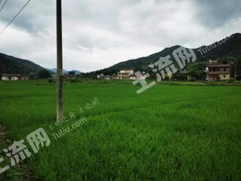 河源东源县 150亩 水田 经营权转让