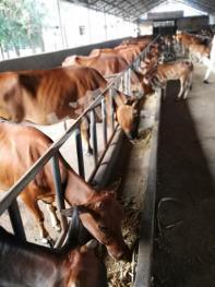 浙江衢州 8亩 畜牧养殖用地经营权 转包