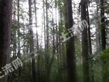 怒江贡山独龙族怒族自治县 30000亩 有林地 转让