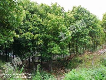 宁德霞浦县 45亩 其它园地 使用权出租