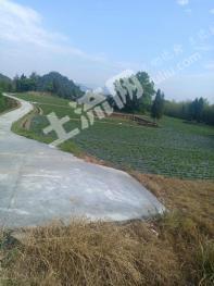 杭州建德市320亩其它林地经营权转让