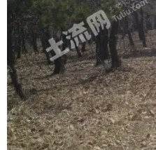 锦州凌海市 84.96亩 其它耕地 经营权转让