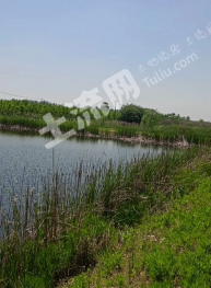 南京浦口区 60亩 坑塘水面 经营权出租