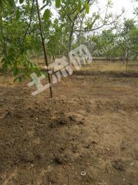 保定曲阳县28.67亩果园经营权出租