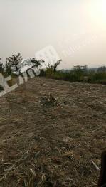 泰安东平县 300亩 其它林地经营权 出租