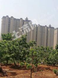 烟台芝罘区 1.2亩 果园 经营权出租