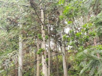 九江修水县3600亩有林地经营权转让