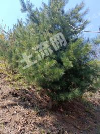 凤城市15亩果松林 经营权转包