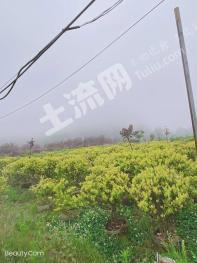 黔南龙里县100亩园地-其它园地转让