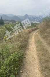 贵州黔东南 300亩 果园 出租