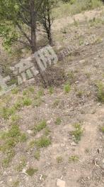 朝阳朝阳县 80亩 果园 经营权转让