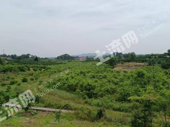 常德石门县 80亩 果园 经营权合作