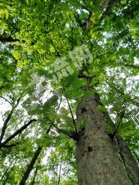 金华兰溪市 1000亩 有林地 经营权转让