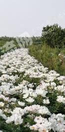 呼伦贝尔扎兰屯市148.73亩其它林地经营权转让