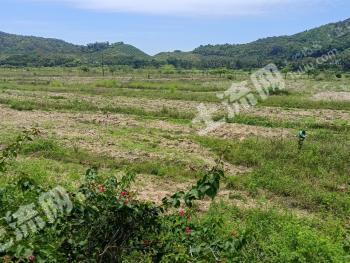 三亚海棠区72.53亩其它耕地经营权转让