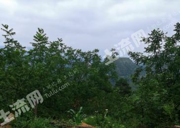 昭通鲁甸县12.12亩其它园地经营权出租