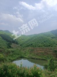 信阳新县871.43亩其它林地经营权转让