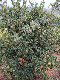 株洲醴陵市3000亩6年油茶林地经营权出租