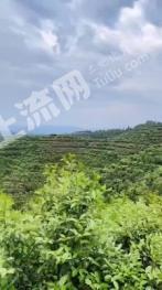 赣州南康区10060亩油茶基地经营权转让