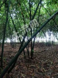 南宁西乡塘区985.86亩旱地经营权转让