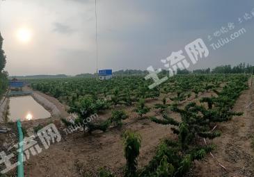 山东聊城 100亩 樱桃果园 经营权转让