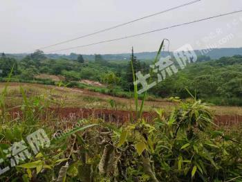 常德鼎城区 1500亩 乔木林地 经营权出租