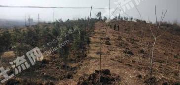 襄阳市谷城县 380亩 乔木林地 经营权出租