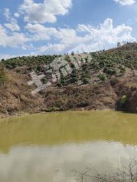 攀枝花盐边县 260亩 果园 经营权出租