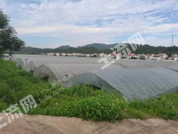 赣州崇义县300亩大棚经营权出租