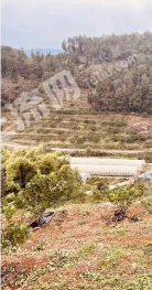 宜昌点军区 220亩 其它园地 经营权合作