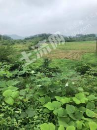 湘潭湘潭县 70亩 旱地 经营权出租