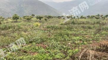 玉溪元江哈尼族彝族傣族自治县 143.32亩 果园 经营权出租/转让