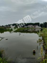 滁州全椒县 100亩 水田 经营权转让