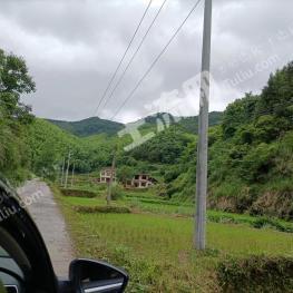邵阳新宁县 1000亩 其它林地 经营权出租