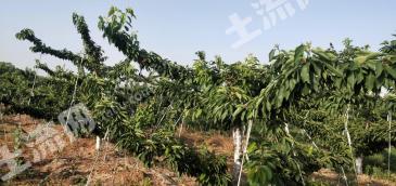 烟台莱州市 42.57亩 果园 经营权转包