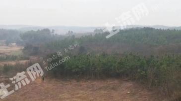 荆州松滋市 35亩 其它林地 经营权转让