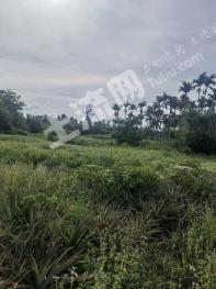 琼海市80亩其它林地经营权出租