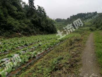 张家界永定区25亩畜牧养殖用地出租