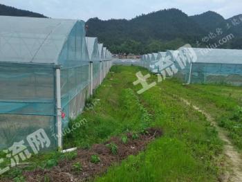 赣州于都县160新建大棚经营权出租