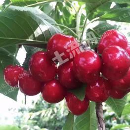 烟台芝罘区2.5亩果园经营权出租