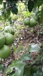 黔西南贞丰县 200亩 果园 转让