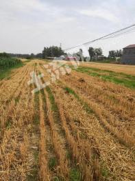 驻马店正阳县 20亩 水浇地 经营权出租